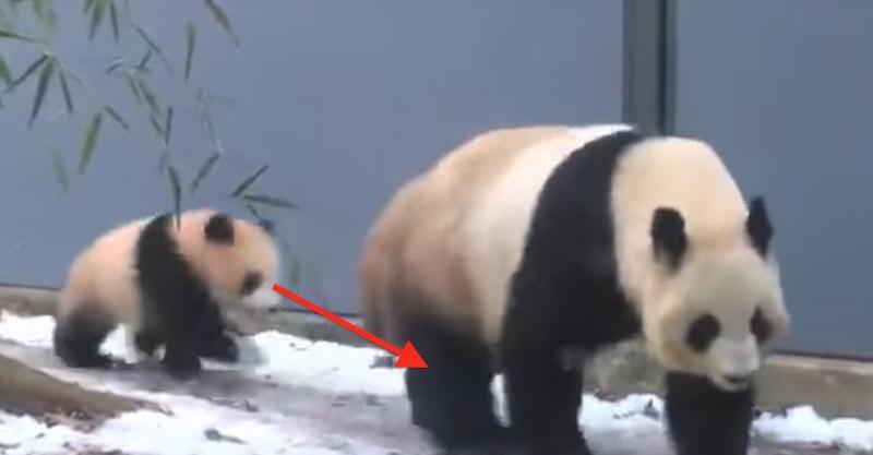 芸術的 上野動物園パンダ シャンシャンの芸術的膝カックン Buzz Media