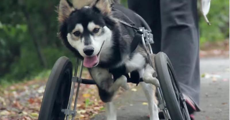 3dプリンターの正しい使い方 犬に義足を作ってあげたら大喜び Buzz Media