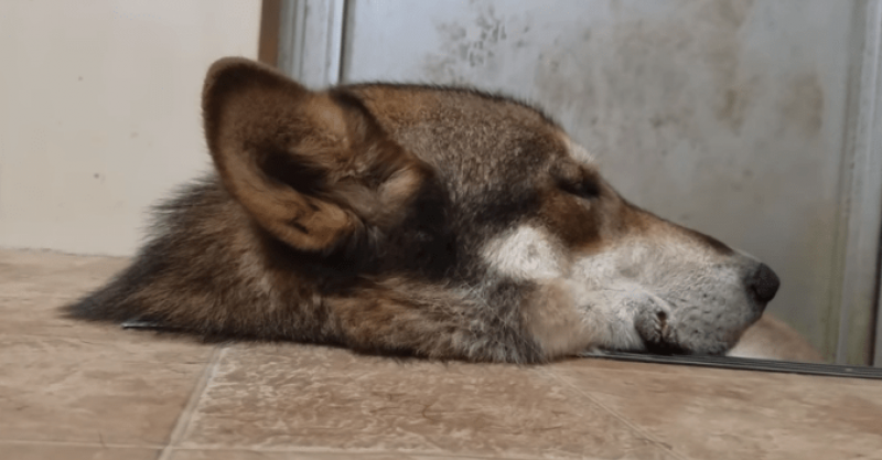 狼犬の生首が動き出す！！！！！怖すぎる......と思ったら。 BUZZ MEDIA