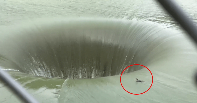 地獄への入り口にマガモが飲み込まれてしまう瞬間 アメリカのモンティセロダム Buzz Media